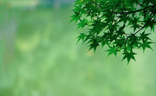 Close-up of maple leaves