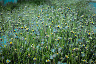 View of flowering plants on field