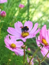 Close-up of honey bee pollinating on pink flower