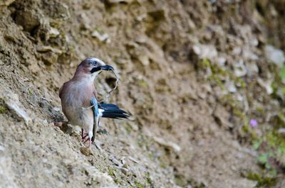 Bird perching on rock