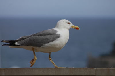 Close-up of seagull perching on pole against sky