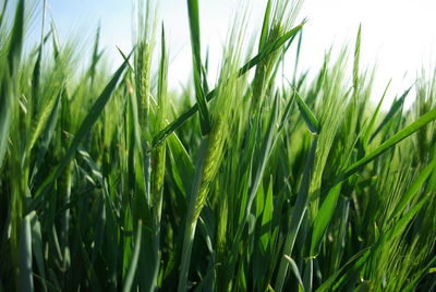 Close-up of crops growing on field