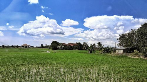 Scenic view of field against sky