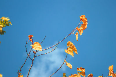 Low angle view of flowering plant against blue sky