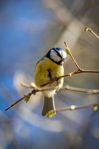 Close-up of bird perching on branch