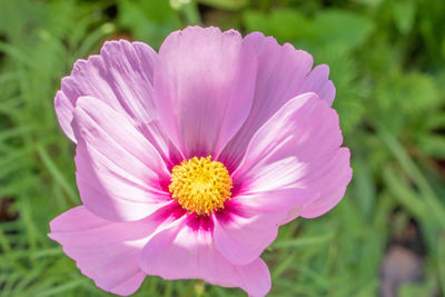 Close-up of pink flower