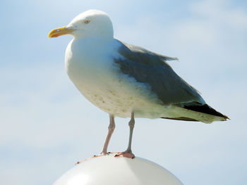 Close-up of bird perching against sky