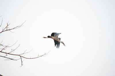 Low angle view of bird flying in sky