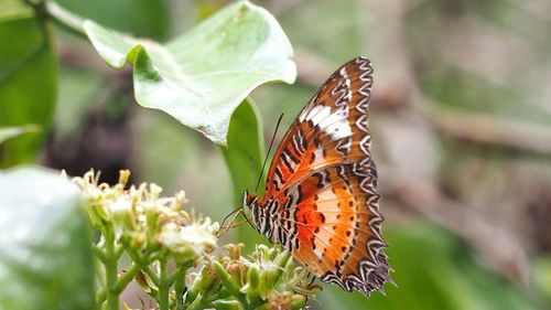 Close-up of butterfly pollinating on flower