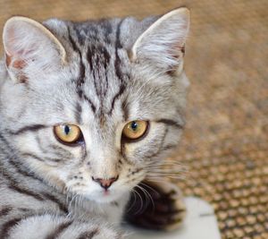 Close-up portrait of cat