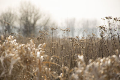 Close-up of snow on field against sky