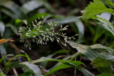 Close-up of wet plant