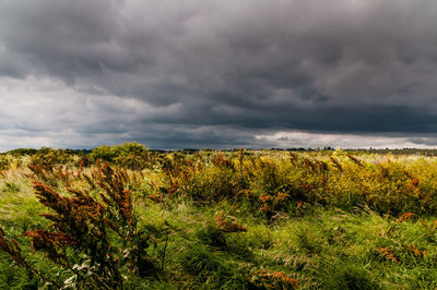 Plants on field against storm clouds