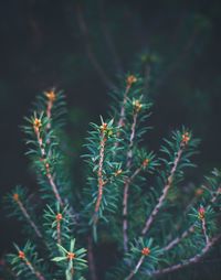 Close-up of plant