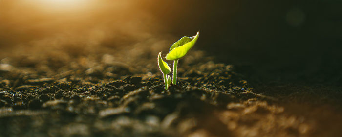 Close-up of small plant growing in mud