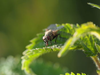 Close-up of fly on leaf