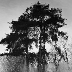 Low angle view of tree by lake against sky