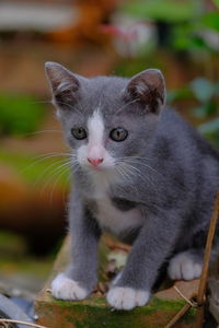 Close-up portrait of a cat