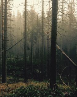 Trees in forest