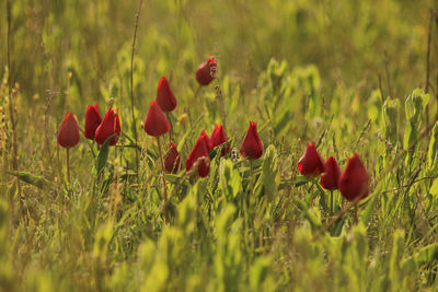 Close-up of red poppy flowers in field