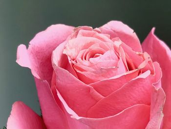 Close-up of pink rose