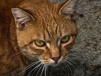 Close-up portrait of a cat