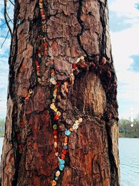 Close-up of tree trunk by plants