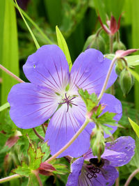 Close-up of purple flower growing on plant