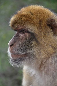 Close-up of a macaque monkey