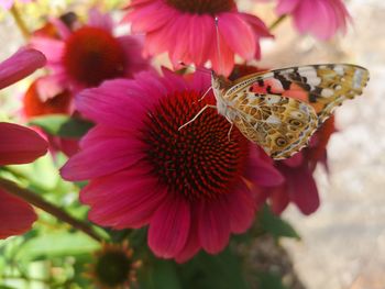 Close-up of butterfly pollinating on flower