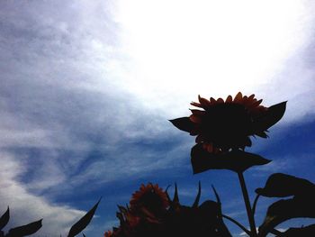 Low angle view of flower against sky
