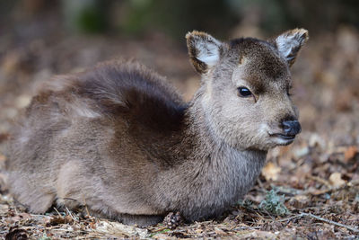 Close-up of deer sitting on ground