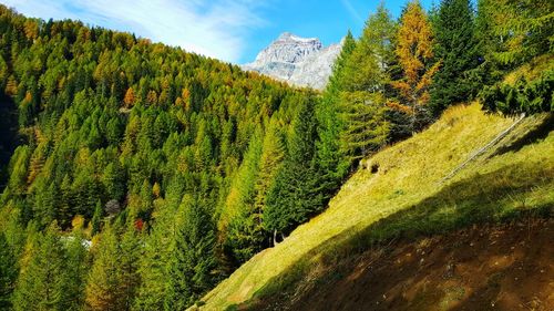 Scenic view of pine trees in forest against sky