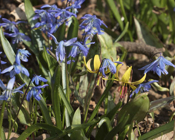 Close-up of purple flowering plants