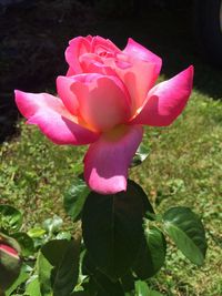 Close-up of pink flower blooming outdoors