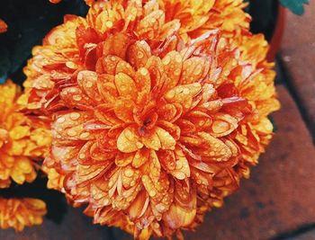 Close-up of orange flower