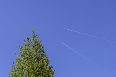 Low angle view of tree against clear blue sky