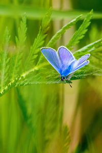 Close-up of butterfly on purple flower