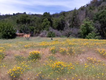 View of yellow flowering plants on field