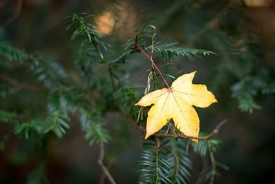 Close-up of yellow autumn leaves