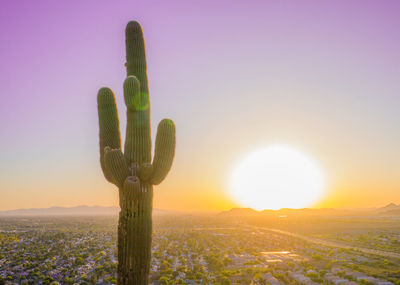 Close-up of cactus growing on field against sky during sunset