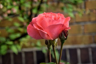 Close-up of pink rose