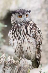 Close-up of eagle owl perching on wood