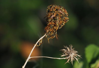 Close-up of butterfly on plant