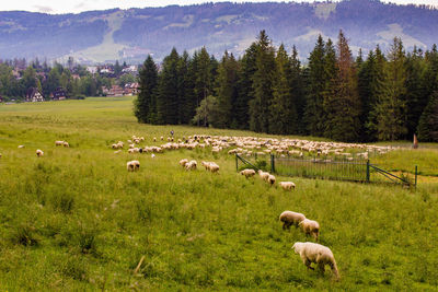 Sheep grazing in a field