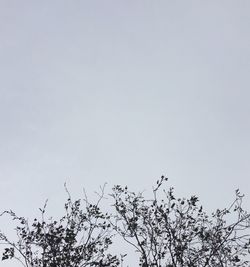 Low angle view of trees against clear sky