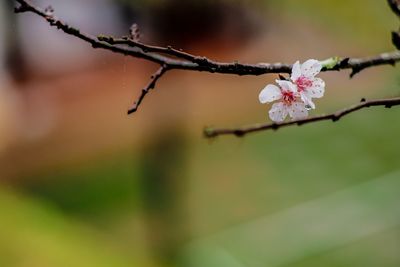 Close-up of flowers blooming on tree