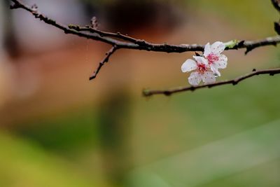 Close-up of wet cherry blossom growing on tree