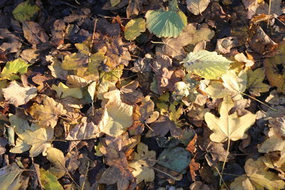 High angle view of maple leaves on road