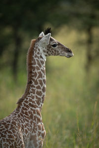 Close-up of baby masai giraffe watching camera